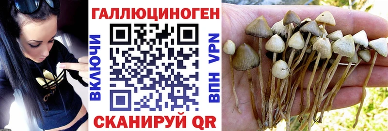 Галлюциногенные грибы Psilocybine cubensis Короча